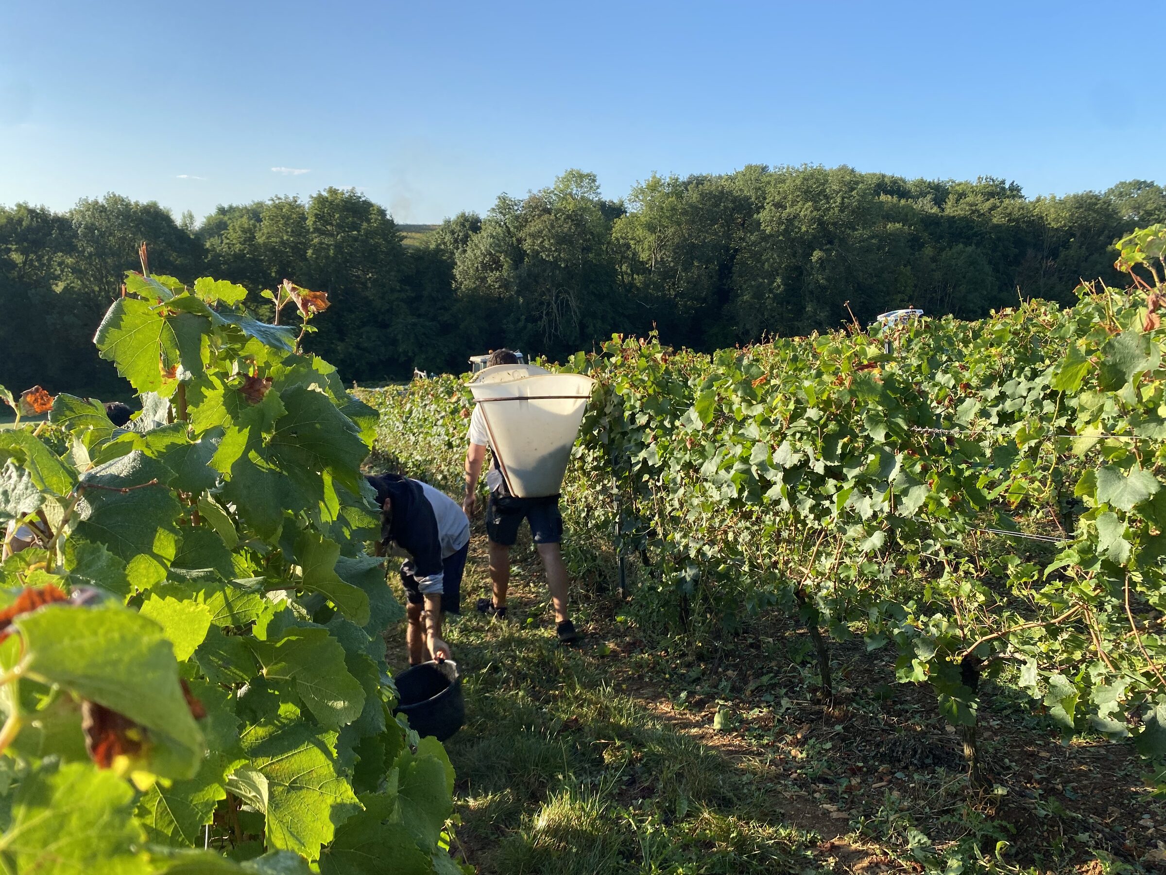 Vendanges au domaine
