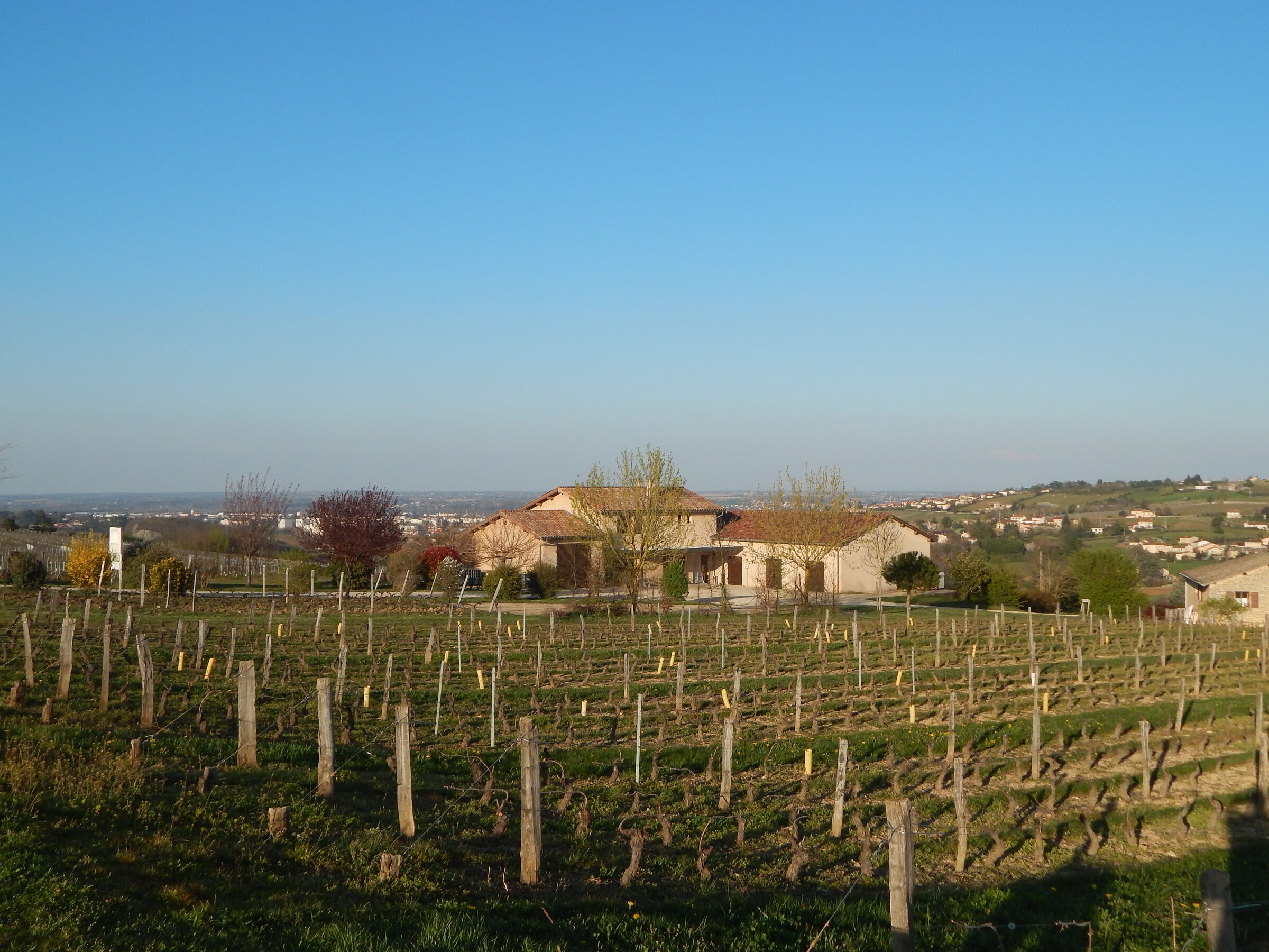 Le Vignoble